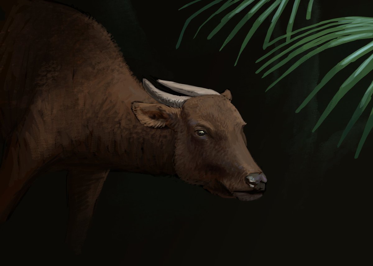 JoschuaKnuppe's tweet image. Results from the #paleostream! 
Only wishes tonight! 3 by others one for me :3 
Mesonyx and Tritemnodon (for Vex), Mountain Anoa (for Desert leaper), spec evo animals for Din0boy1 and Manipulonyx, going after bees nesting in an egg but not the egg ;)
