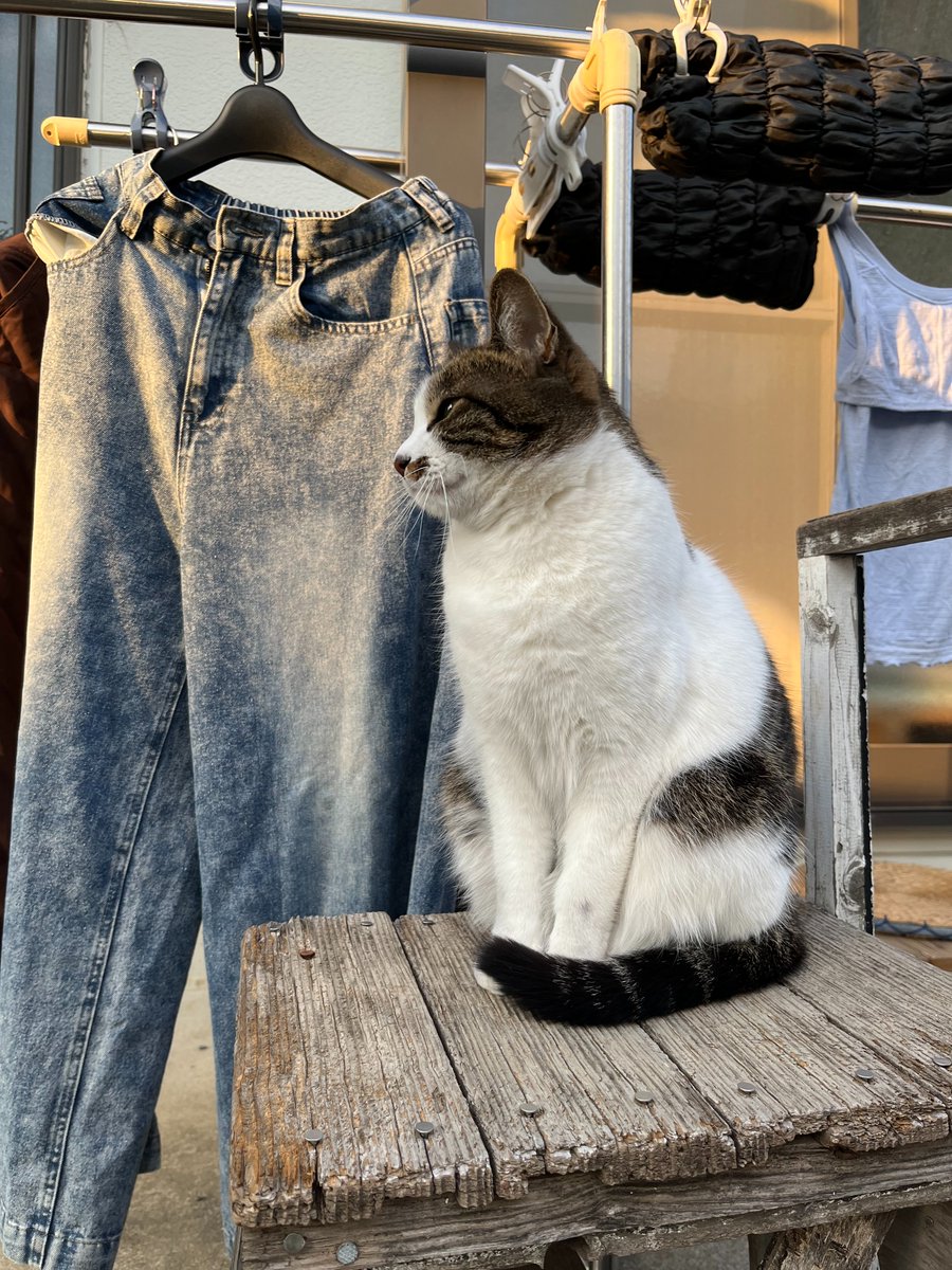 ネコロン お知らせ】 magazine model ♡ 本日猫の日 2月22日 発売🐱🐾 『PetPop