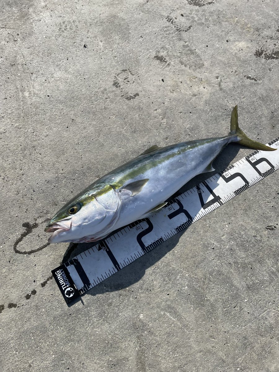 ueue2222's tweet image. 今日はメジロでした🔥