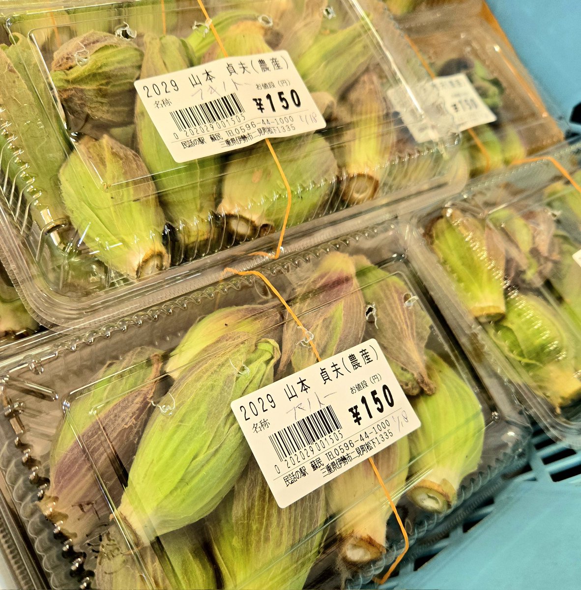 春を感じる日曜日🌱