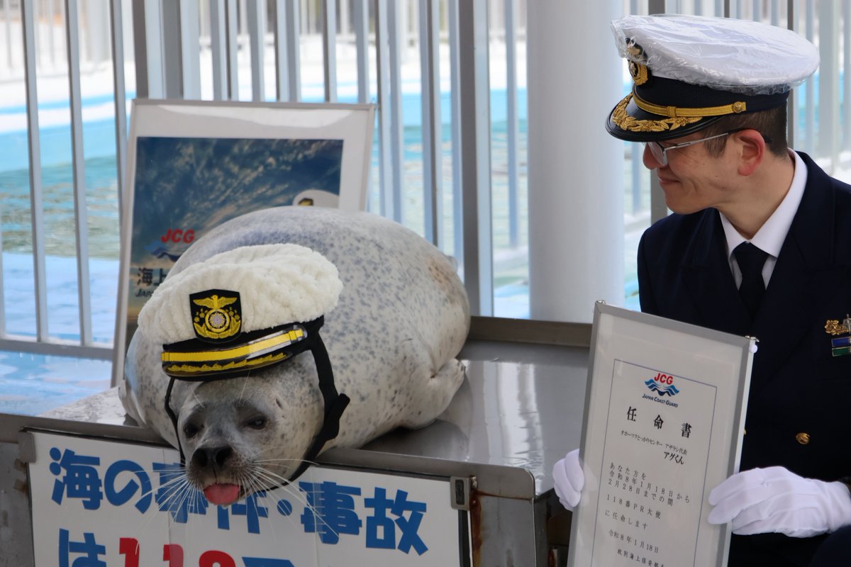 yumiko0619's tweet image. 海上保安庁の通報番号118番のPR、アザラシ代表はアグくんでした!
2026/01/18

#ゴマフアザラシ
#とっかりセンター
#アザラシランド