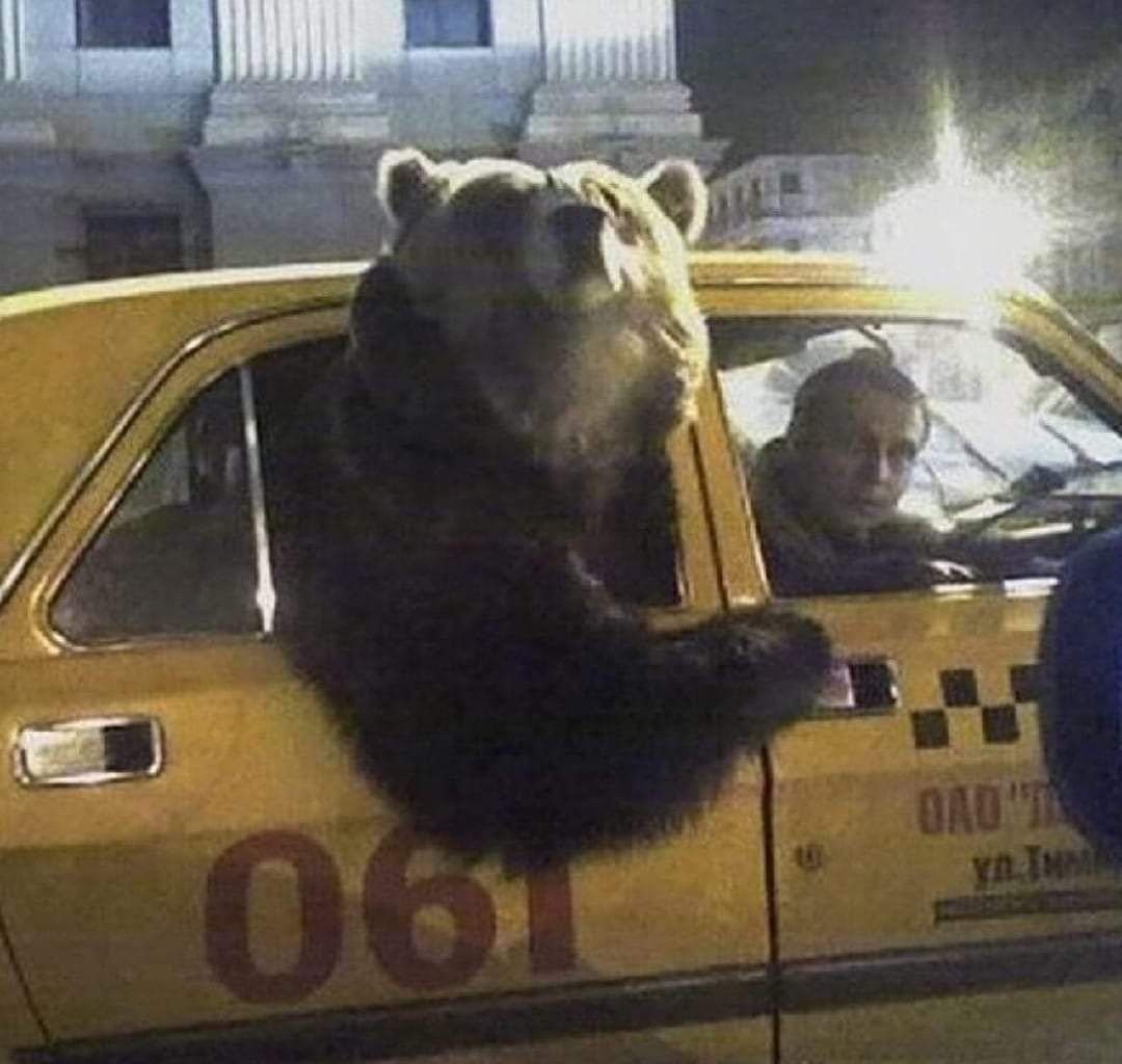 BearPosting's tweet image. 