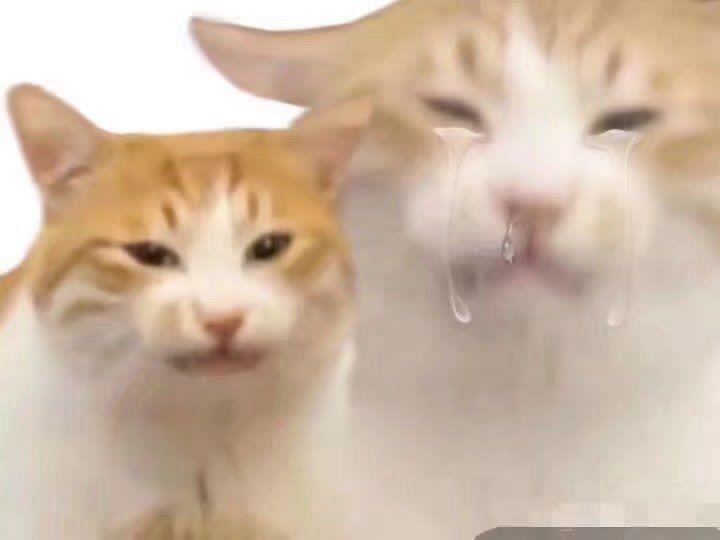 Punch Cat (@punchingcat) on Twitter photo 