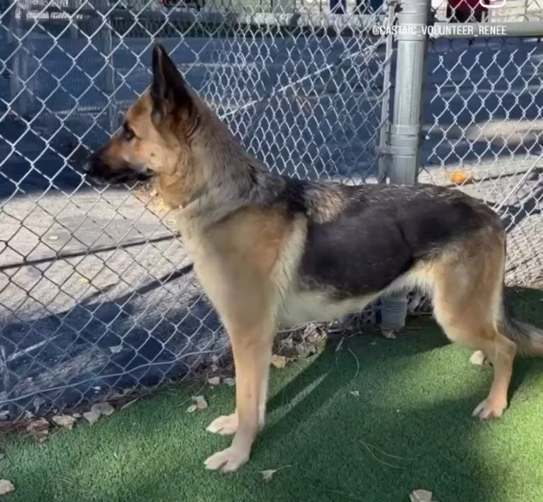 mapleveewesem's tweet image. Just 1 day after being an adoption return, beautiful NINA was adopted from Lancaster CA today 🥳💙🥳 
Thank you everyone for helping her be seen 🙏
#A5743797