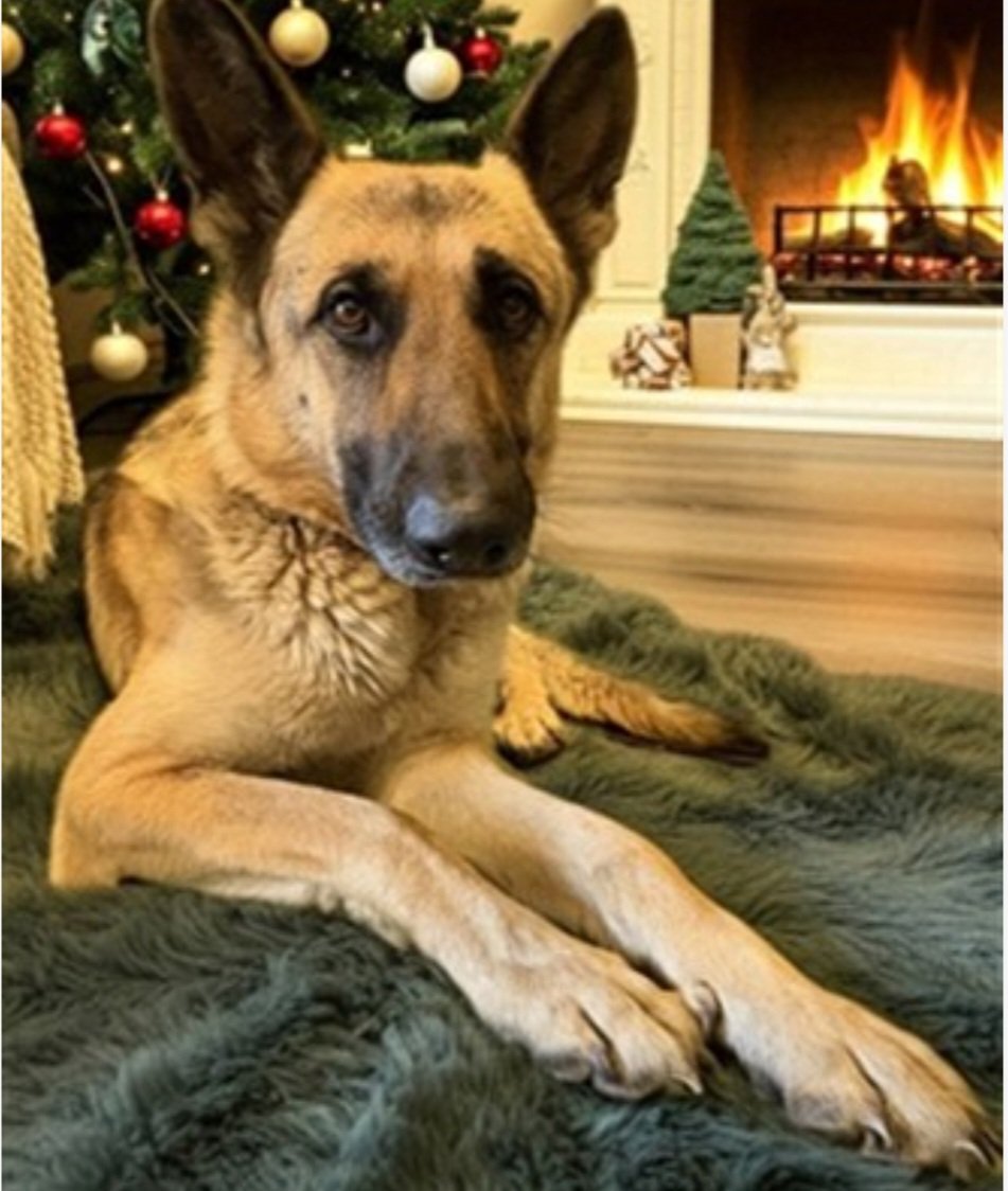 mapleveewesem's tweet image. Just 1 day after being an adoption return, beautiful NINA was adopted from Lancaster CA today 🥳💙🥳 
Thank you everyone for helping her be seen 🙏
#A5743797