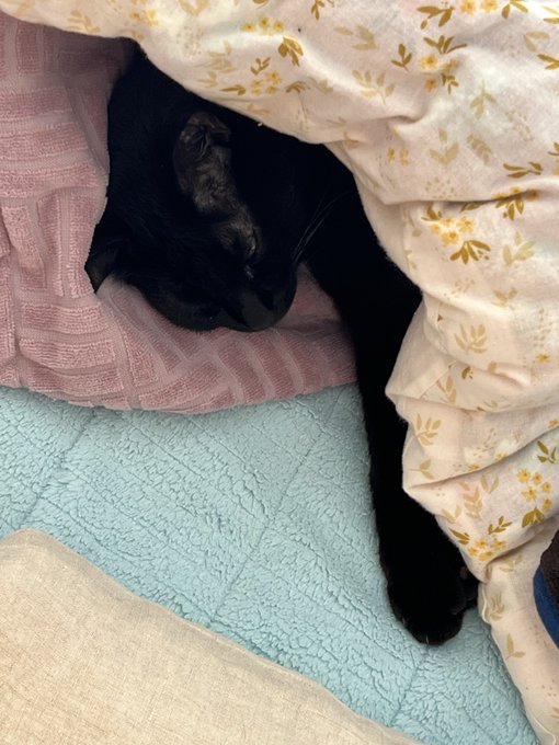 お行儀がいいので布団で寝てる 