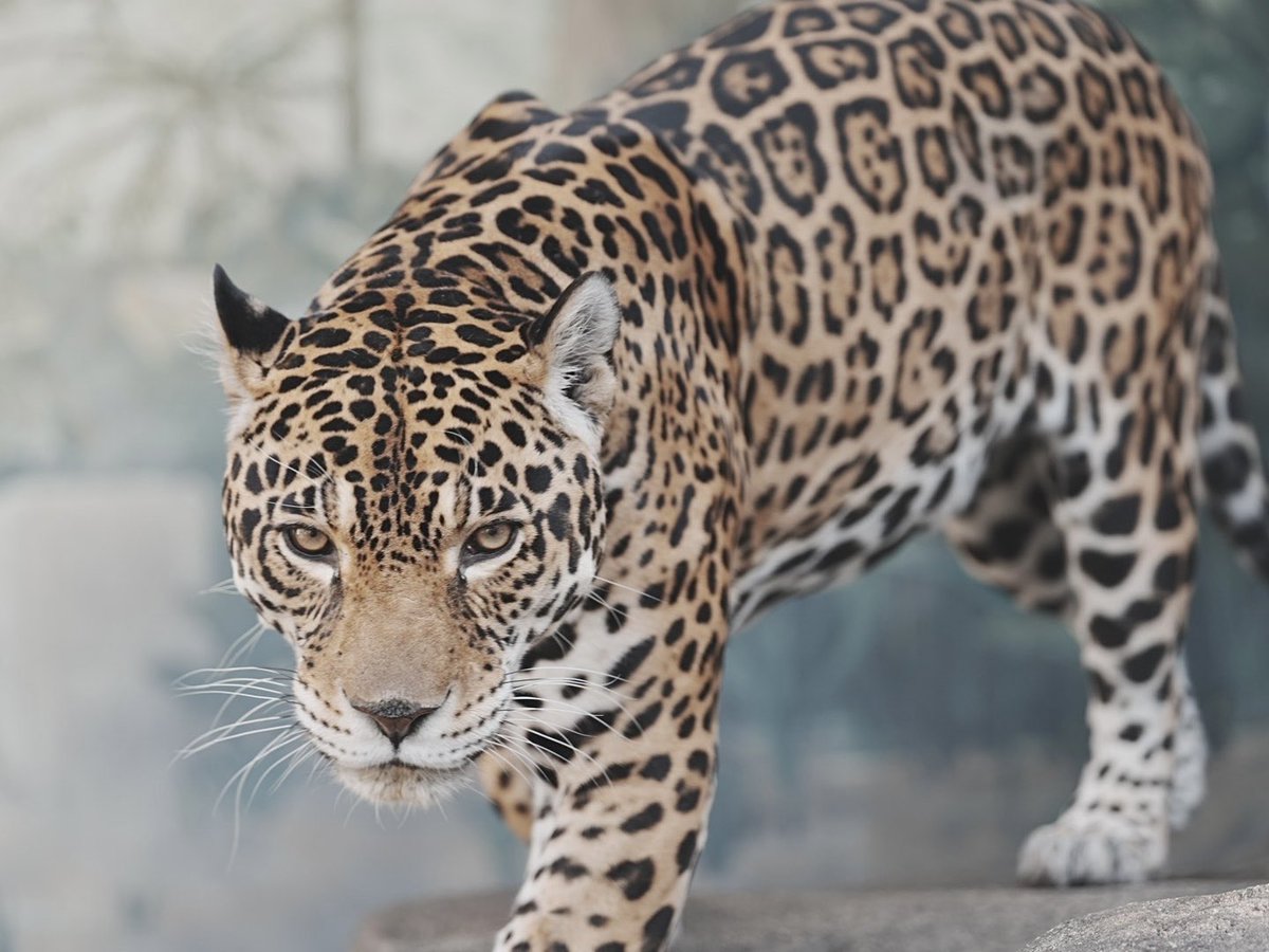 ロンくんは今日もお美しい🐆✨ #天王寺動物園 #ジャガー #ロン