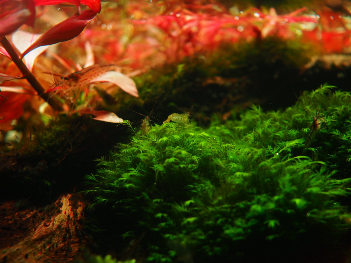 新しい水槽立ち上げのため、過去のレイアウトや手持ちの水草チェック、雑誌も読んで創作意欲を増し増し中🌱
たくさん写真撮るぞー📷

#アクアリウム #フォロバ #ブルバ #ブルバ100