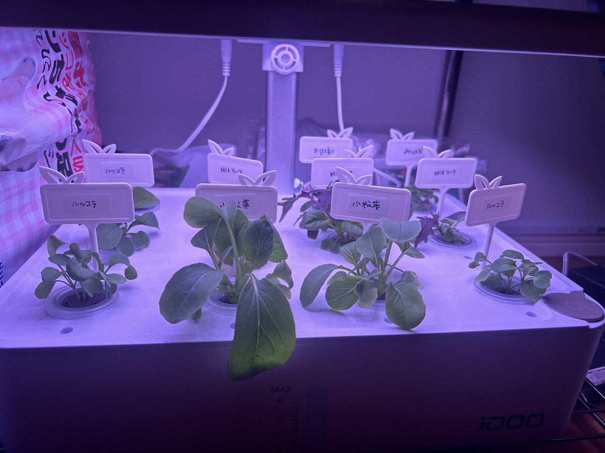 value10000's tweet image. 水耕栽培キット自動放置でかなり芽が出てきました
amzn.to/4bbio4p