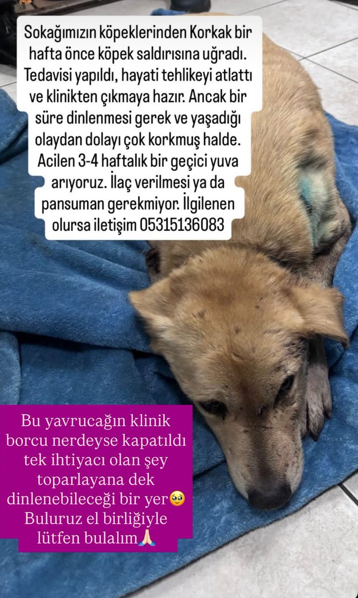 Hadi bunu yürütelim. Sadece 2 haftacık dinleneceği sıcak bi yere ihtiyacı var🥹 Çok hırpalamışlar bu ürkek kuşu. Ölümden döndü ve yeni hayatına başlamak için biraz toparlayıp güç bulması gerek🙏🏻