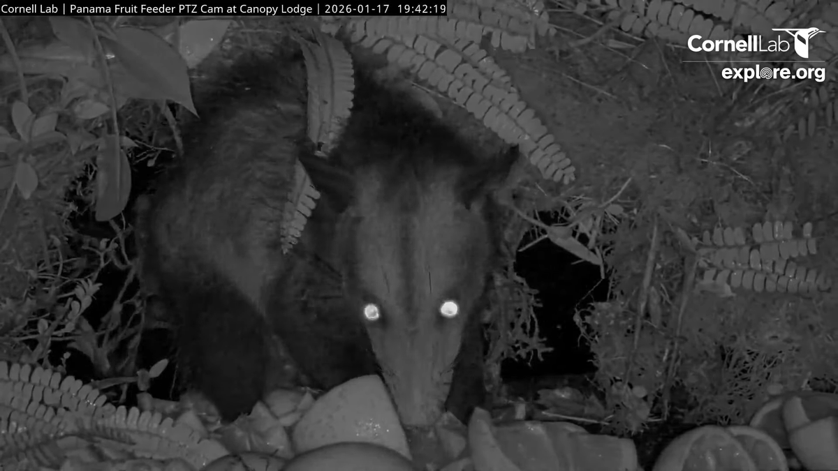 19:39, 1/17   We got up close and personal with a Common Opossum!
