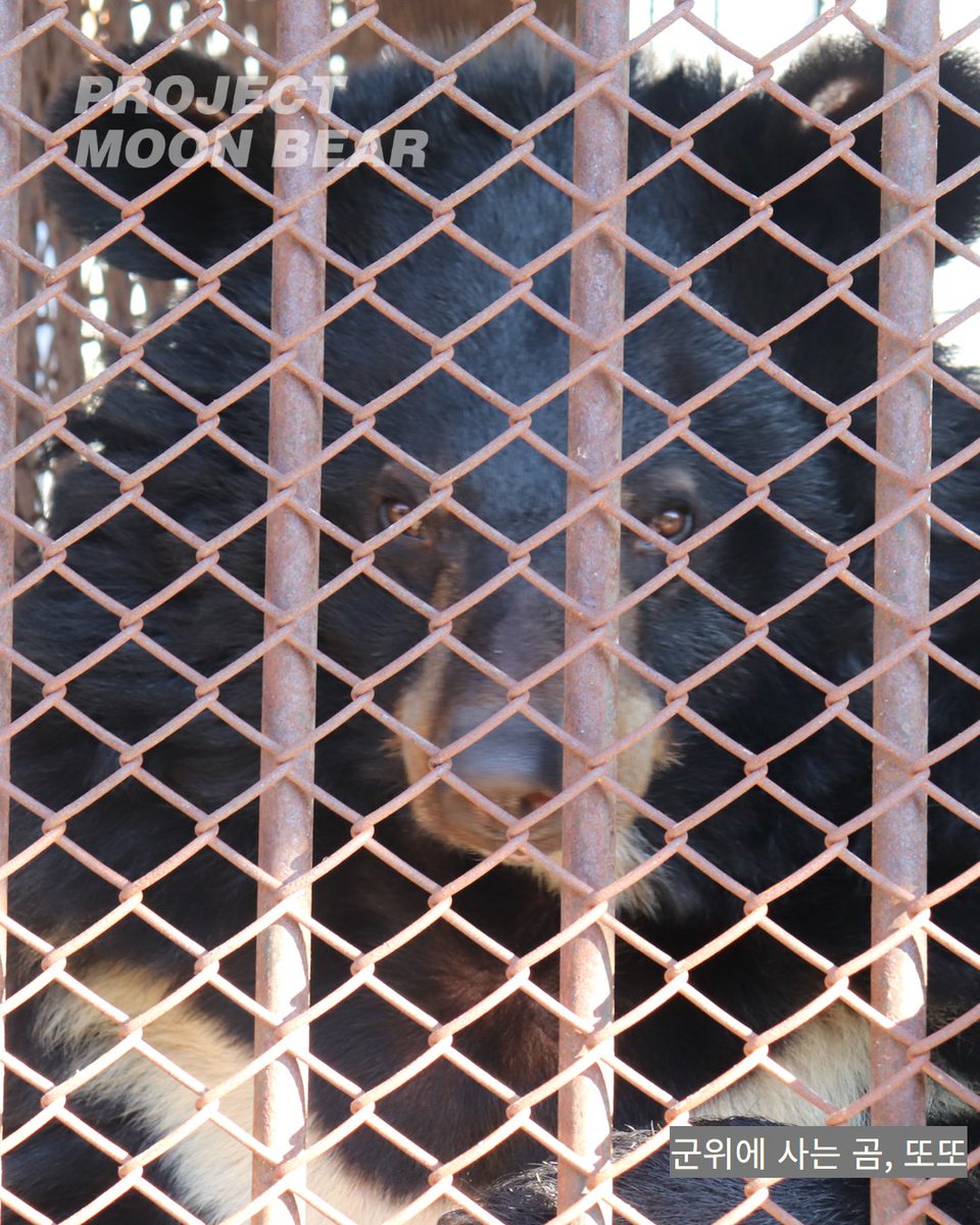 곰 보금자리 프로젝트 tweet media