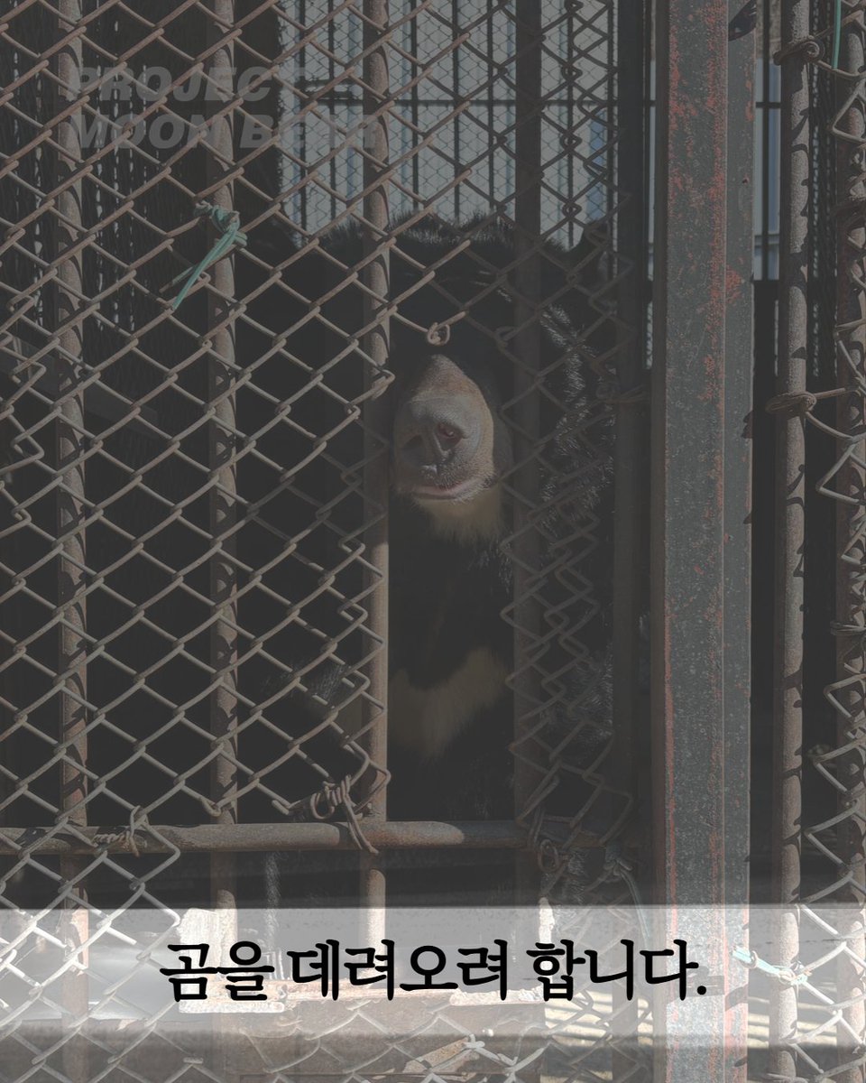 곰 보금자리 프로젝트 tweet media