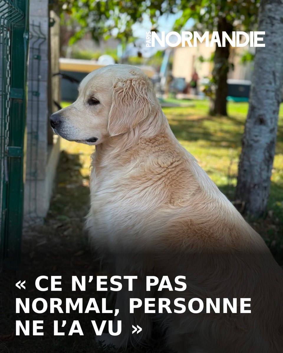 AdeaClaude's tweet image. Dans l’Eure, la détresse d’un maître paraplégique après la disparition de son chien Soupir

➡️ l.paris-normandie.fr/SwR