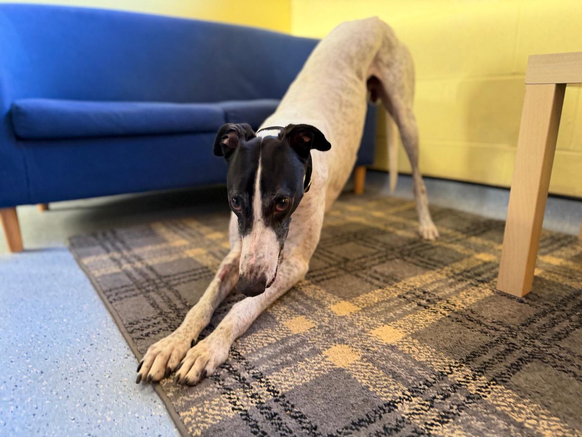 DT_WestCalder's tweet image. Sunday stretches with Laurel Longlegs🐾 He wants to show you his best yoga pose- downward dog🧘

Laurel is the definition of a gentle giant who will make a great family pet. He can live with children in the later years of primary school onwards and would love to be the only pet…