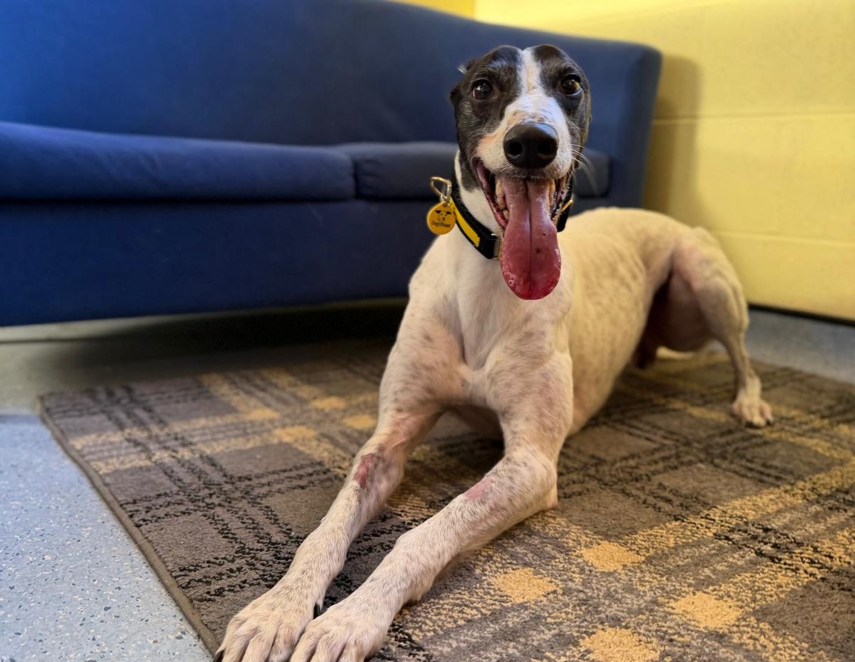 DT_WestCalder's tweet image. Sunday stretches with Laurel Longlegs🐾 He wants to show you his best yoga pose- downward dog🧘

Laurel is the definition of a gentle giant who will make a great family pet. He can live with children in the later years of primary school onwards and would love to be the only pet…