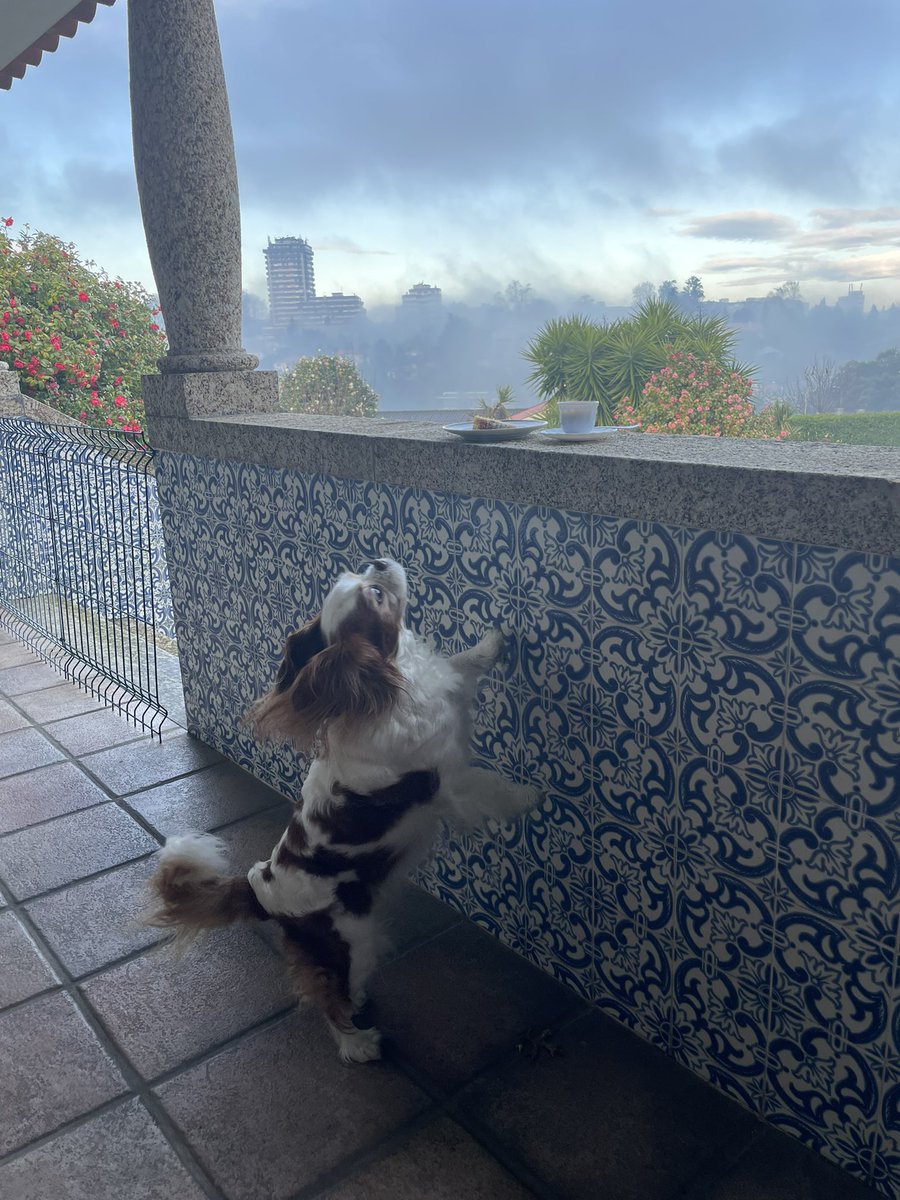 MiguelC40130919's tweet photo. Pequeno almoço com vista sobre a terrinha em manto de névoa ☀️
Bom dia de Domingo a todos ☕️🐶
#sundaycake
#vaovotar https://t.co/TVHXq2l4hM
