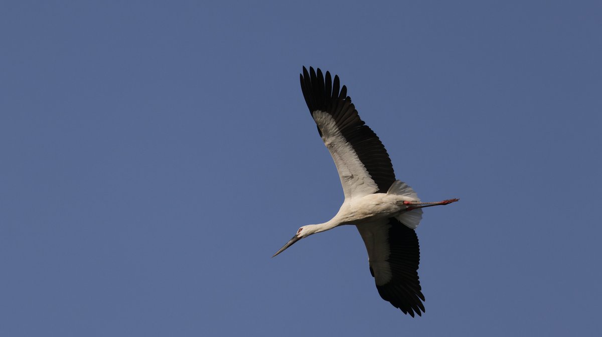 hunaho0274's tweet image. 260116 小野市 某池 コウノトリ 8羽

#J0885
他7羽 

ヌートリアの親子とヒドリガモ？がいました。

CANON EOS R5 + RF100-500mm f4.5-7.1 l is usm +5Ax2 

 #5Ax #兵庫県 #こうのとり #コウノトリ #鸛 #神戸市西区