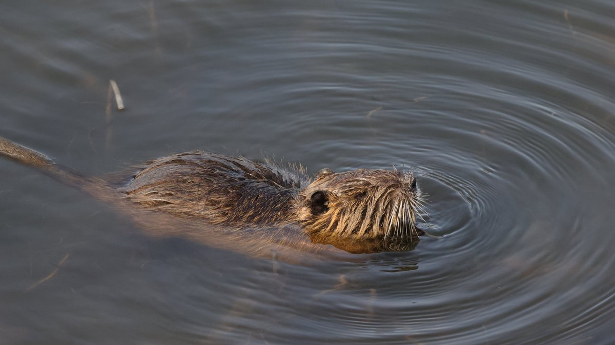 hunaho0274's tweet image. 260116 小野市 某池 コウノトリ 8羽

#J0885
他7羽 

ヌートリアの親子とヒドリガモ？がいました。

CANON EOS R5 + RF100-500mm f4.5-7.1 l is usm +5Ax2 

 #5Ax #兵庫県 #こうのとり #コウノトリ #鸛 #神戸市西区