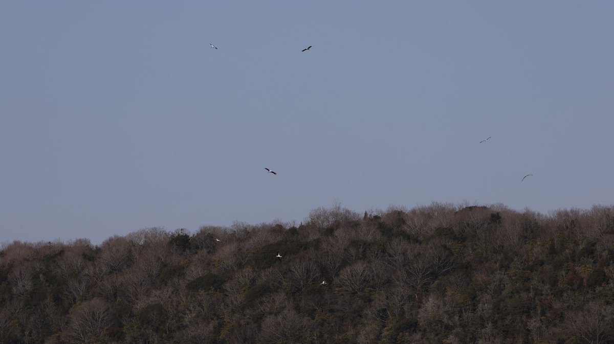 hunaho0274's tweet image. 260116 小野市 某池 コウノトリ 8羽

#J0885
他7羽 

ヌートリアの親子とヒドリガモ？がいました。

CANON EOS R5 + RF100-500mm f4.5-7.1 l is usm +5Ax2 

 #5Ax #兵庫県 #こうのとり #コウノトリ #鸛 #神戸市西区