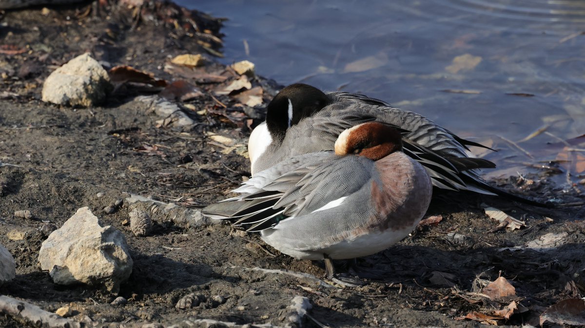 hunaho0274's tweet image. 260116 小野市 某池 コウノトリ 8羽

#J0885
他7羽 

ヌートリアの親子とヒドリガモ？がいました。

CANON EOS R5 + RF100-500mm f4.5-7.1 l is usm +5Ax2 

 #5Ax #兵庫県 #こうのとり #コウノトリ #鸛 #神戸市西区