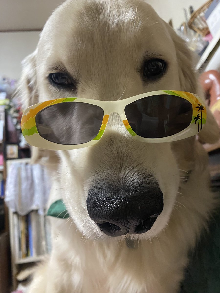 アンディは今日で生後９ヶ月になりました🩷
我家に来て半年経過❣️
早いよね💕💕💕
アンディはウチの子になって幸せかな🥰
ハッピー兄ちゃんはキミが来たから頑張ってくれてるよね🤗
キミは甘えん坊でみんなにベッタリ、ハッピーがウザいって言ってるけど😆
これからも健康で楽しく行こうね🥰
#ゴルパピ