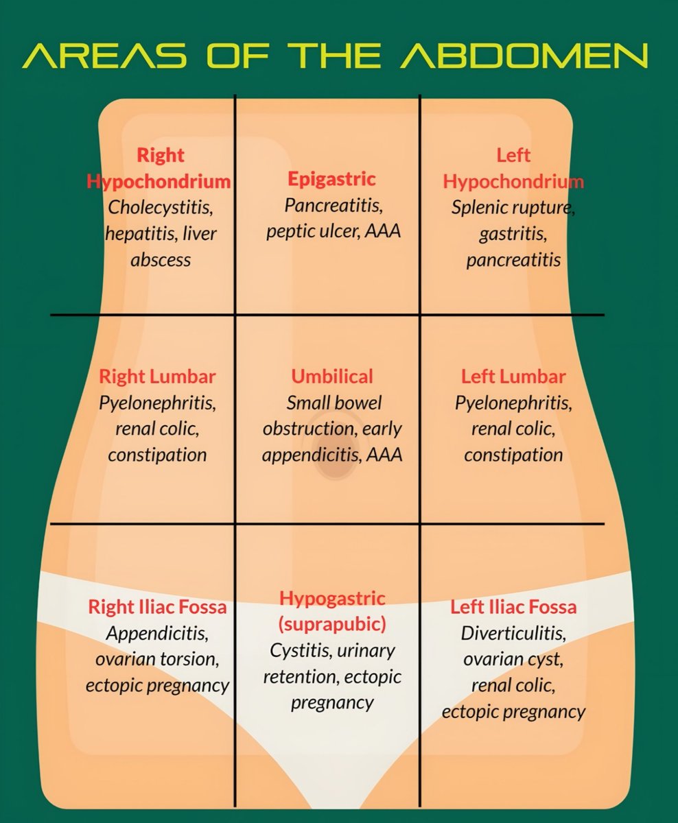 nervemed's tweet photo. Areas of Abdomen https://t.co/bPqdUWOfhZ