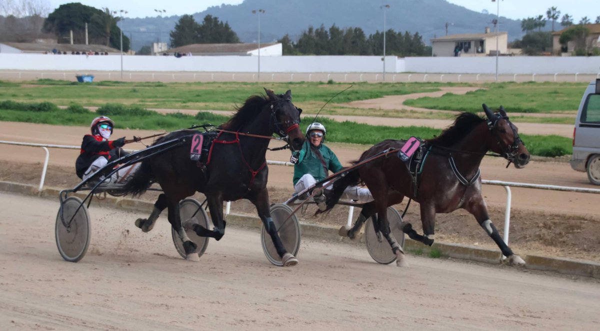 💥 INTERIOR d'OR de 🐴 MIGUEL 🥇 amb JOAN 'CàNDIL'

⛑️ TROT / 🌍 MALLORCA
🏟️ HIPÒDROM de MANACOR
📷 Colau 
facebook.com/share/p/15TiZ3…