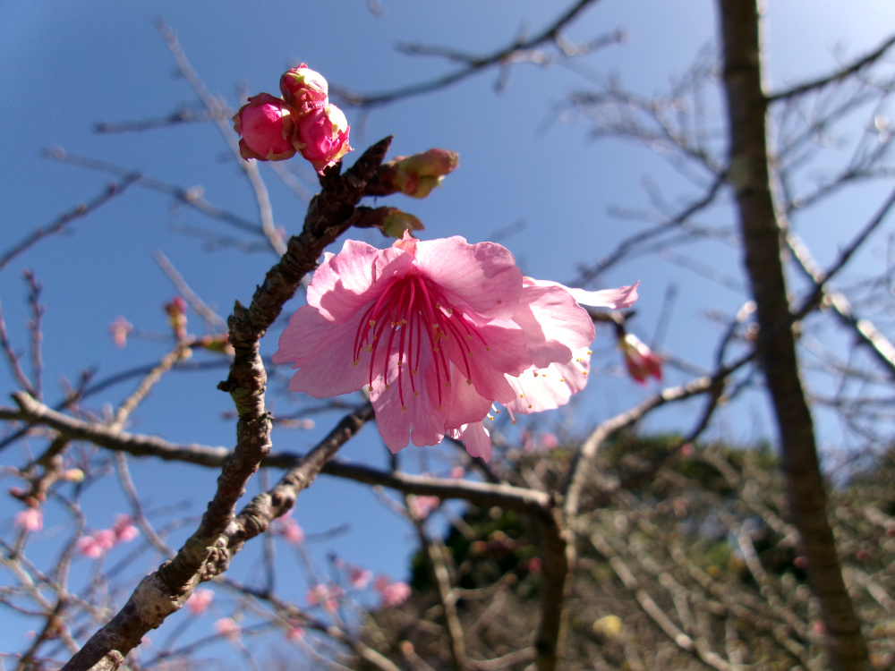 しれっと、この10日間ほど南の方を旅していました。こちらと40℃くらいの気温の違いを体感しました。