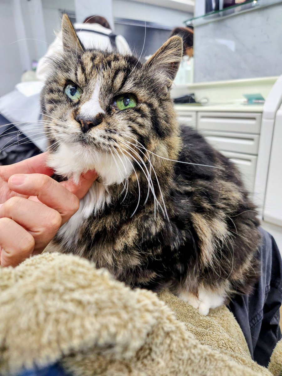 ibiru's tweet image. 南行徳の猫ちゃん床屋へ。今日もサービスはばっちり