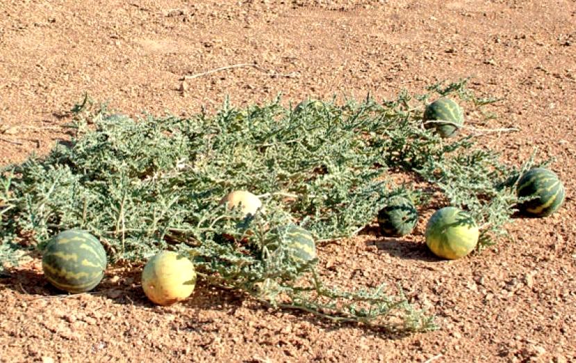 يتقَشَّم حَب ويأزأز لِب!

يصف النجديون من يأكل حَب الفصفص، بأنه يتَقَشَّم حَب، والمصريون يقولون يأزأز لِب، ويسمى الفصفص بأسماء عدة؛ منها لِب، حَب، زعقة، بِزر.

وأكل الفصفص يسمى تَقَشُّم، وقشور الفصفص تسمى قْشام؛ فنقول فلان يتقشم، وليش فلان ناثر قشامه في الأرض؛ أي ملقي قشور الفصفص