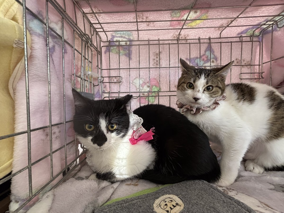 tsunagu_cat's tweet image. 開催中です♪
あと30分📣

#東松山譲渡会