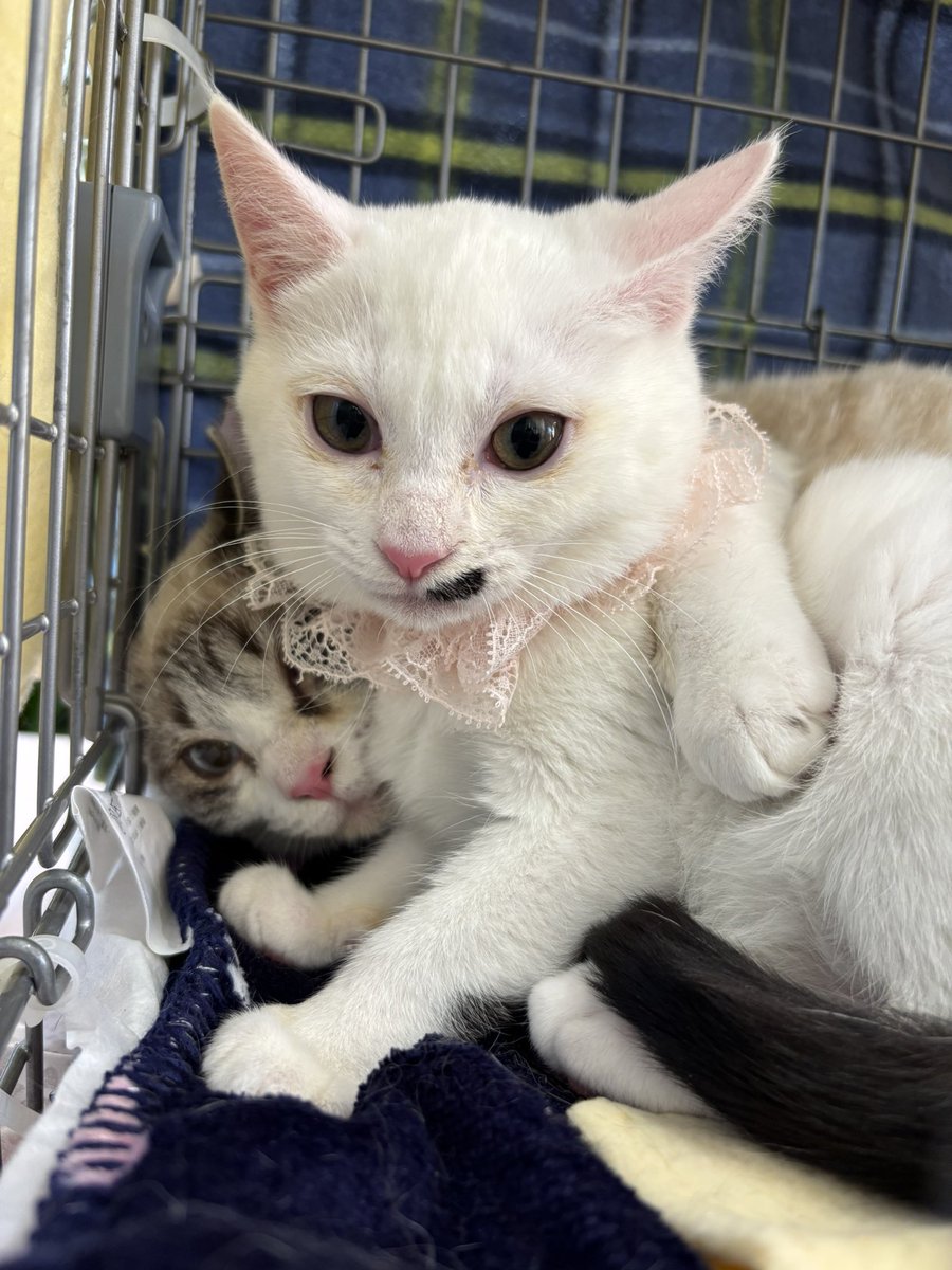 tsunagu_cat's tweet image. 開催中です♪
あと30分📣

#東松山譲渡会