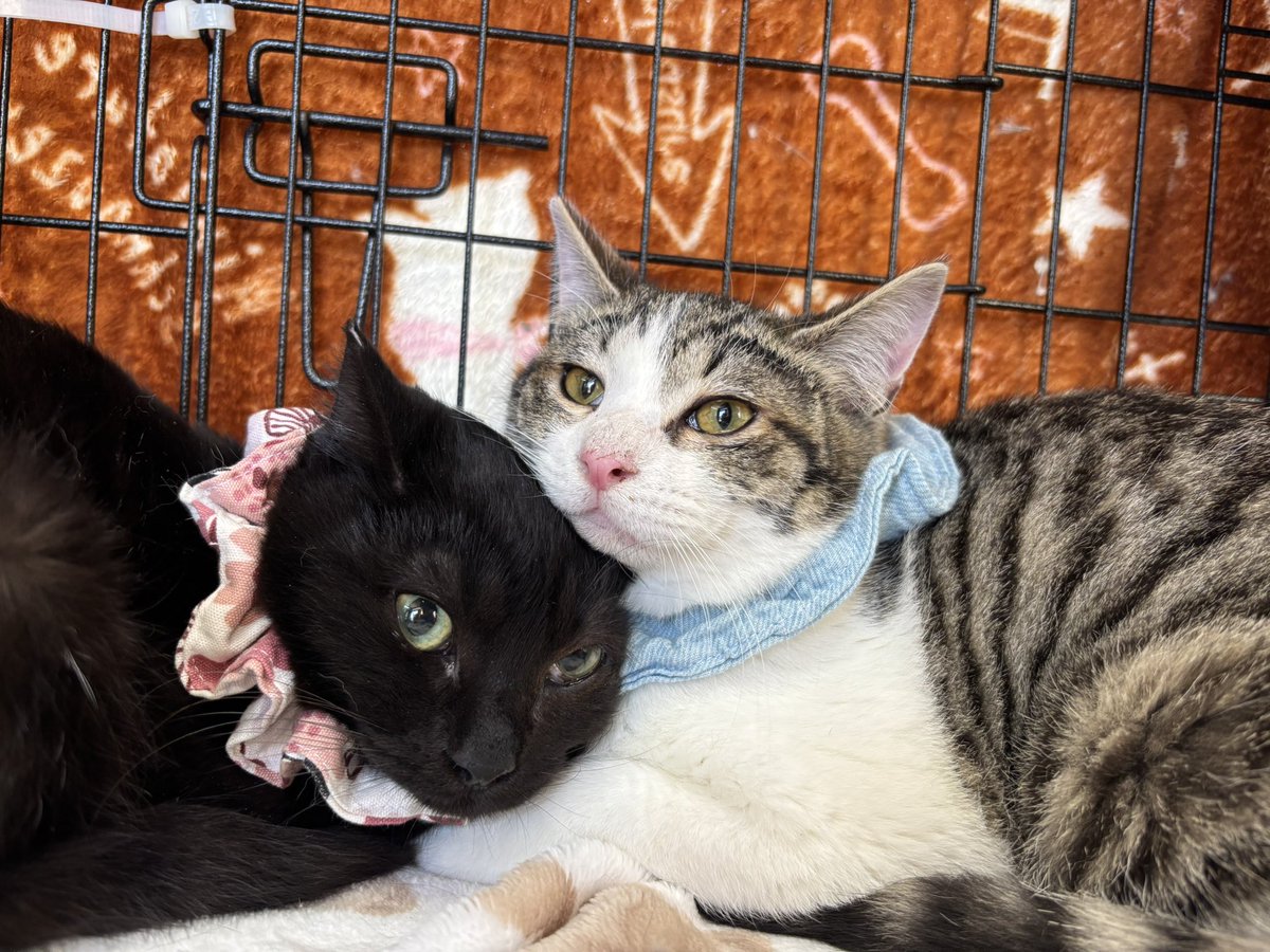 tsunagu_cat's tweet image. 開催中です♪
あと30分📣

#東松山譲渡会