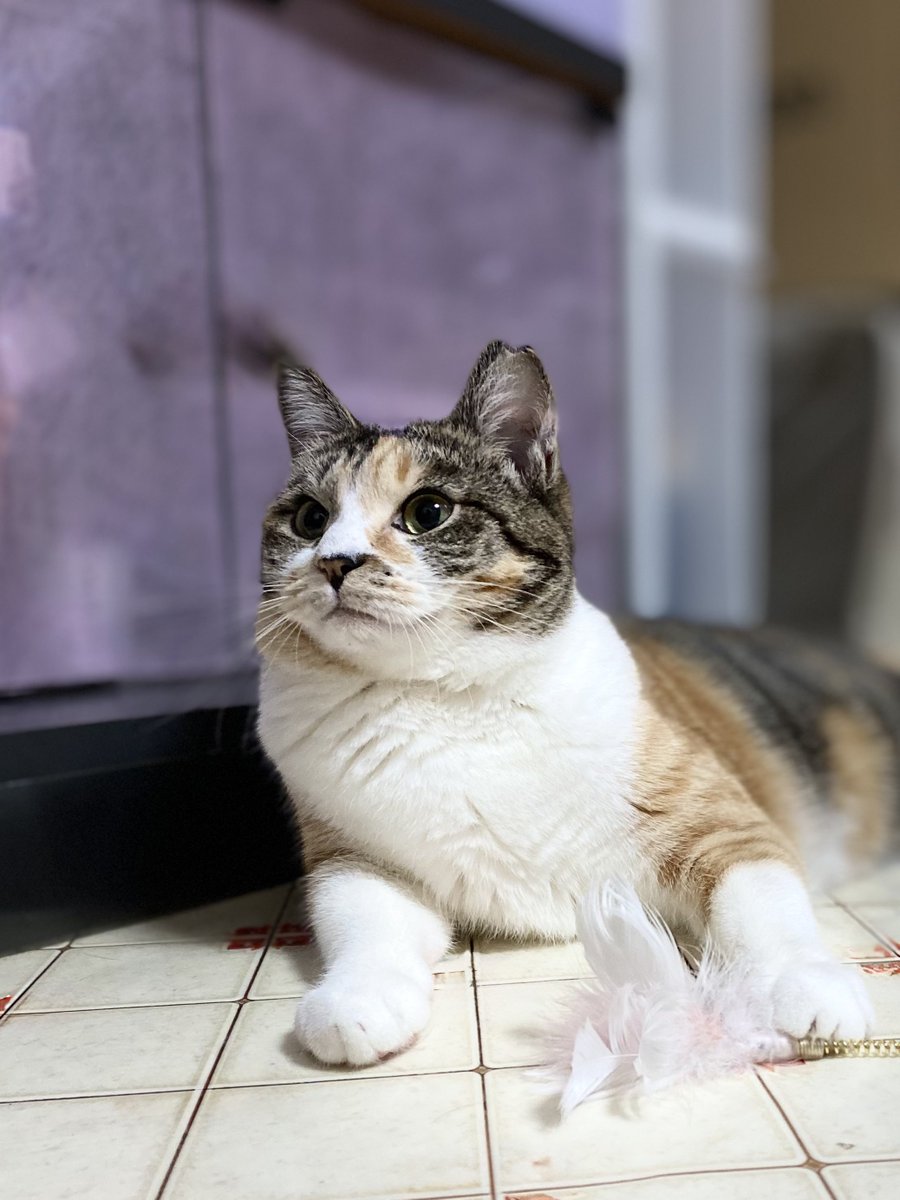 🌸花🌸 #x #ねこのいる暮らし #ねこ好きさんと繋がりたい #ねこ #cats