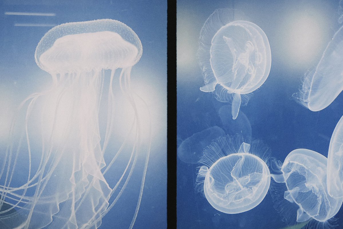 酔 (@phoenix_xy0) / Posts / X