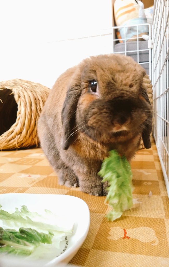 今日はサニーレタス🥬
写真を撮ったら、お口からサニーレタスが落ちたところでした🤭