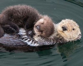 'Sea otter and pup' by Suzi Eszterhas, award-winning wildlife photographer known for documenting animal family groups #WomensArt #WildlifeArtWeek