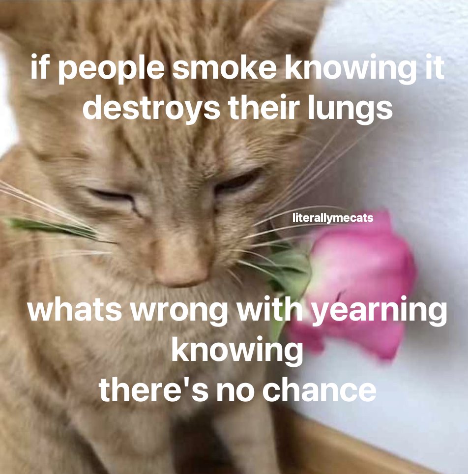 literallymecats's tweet image. 
