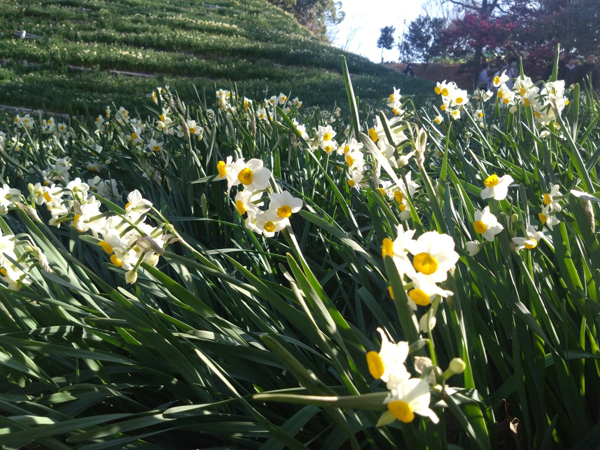 ふな!! tweet media