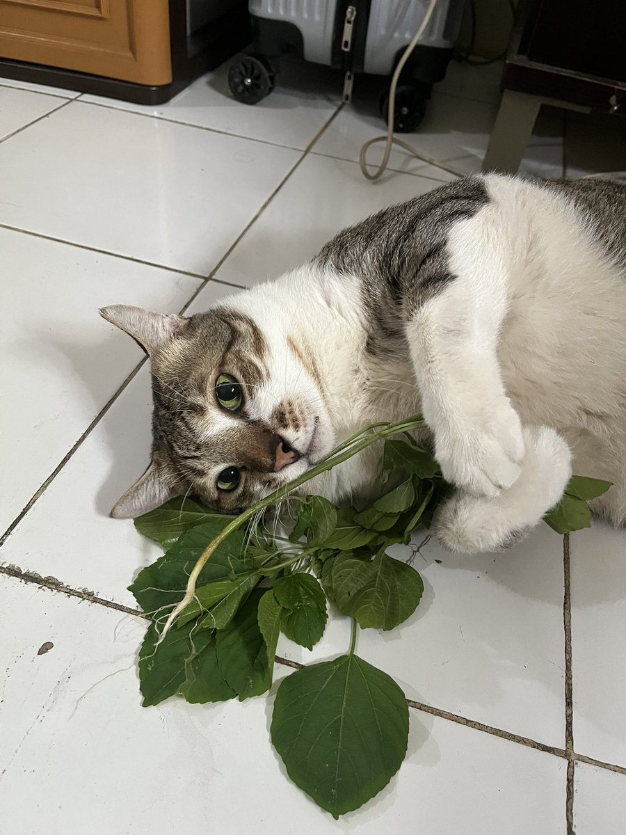 akan aku ajari adekna pookie untuk mengikuti jejakku🤭