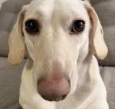 doggylights's tweet image. liy watching leafy and pencil make out instead of doing their exit homework