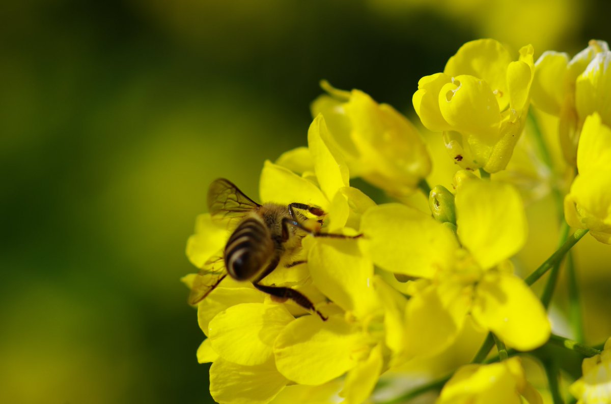 m32camera's tweet image. 俺って蜂🐝のケツばかり狙っているみたい