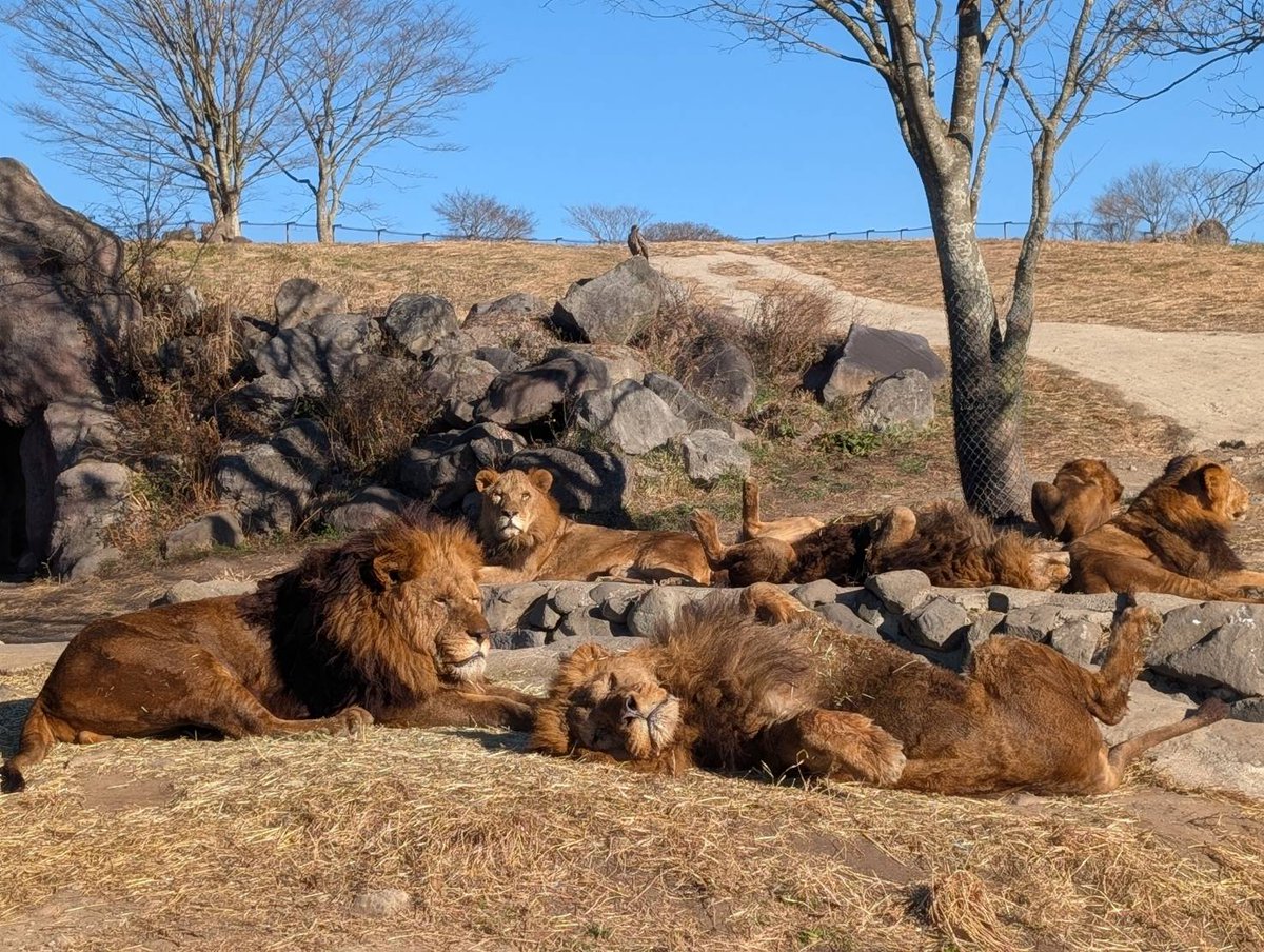 今日みたいに天気が良い日は…
みんなでゴロン、ゴロン🦁

#アフリカンサファリ 
#ライオン