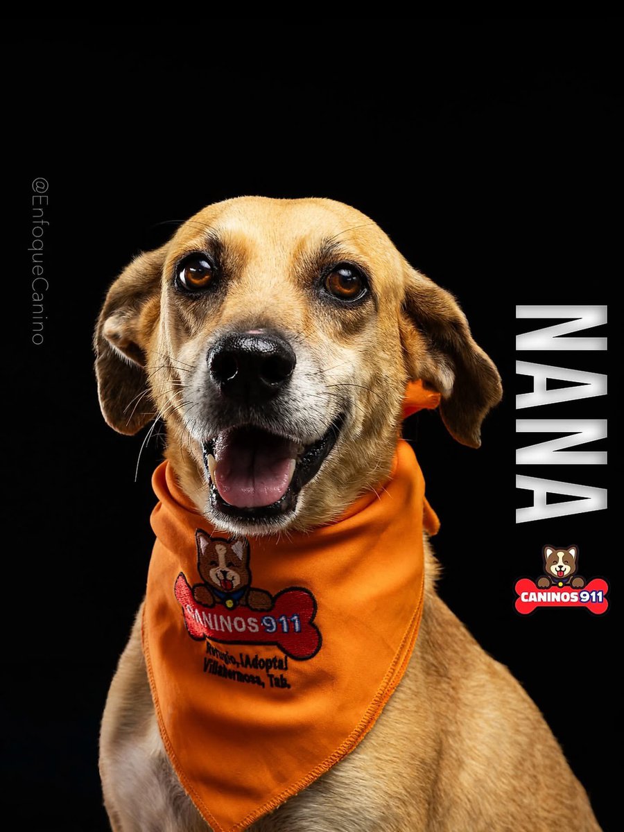 caninos911's tweet image. 🐶Adopta con responsabilidad🐶

Ella es Naná y sería una excelente compañía para ti , súper inteligente, amigable, cariñosa y tranquila. Naná lleva 4 años en el refugio 😔, esperando con paciencia a la familia correcta. No ha perdido la ternura ni las ganas de dar amor, solo…