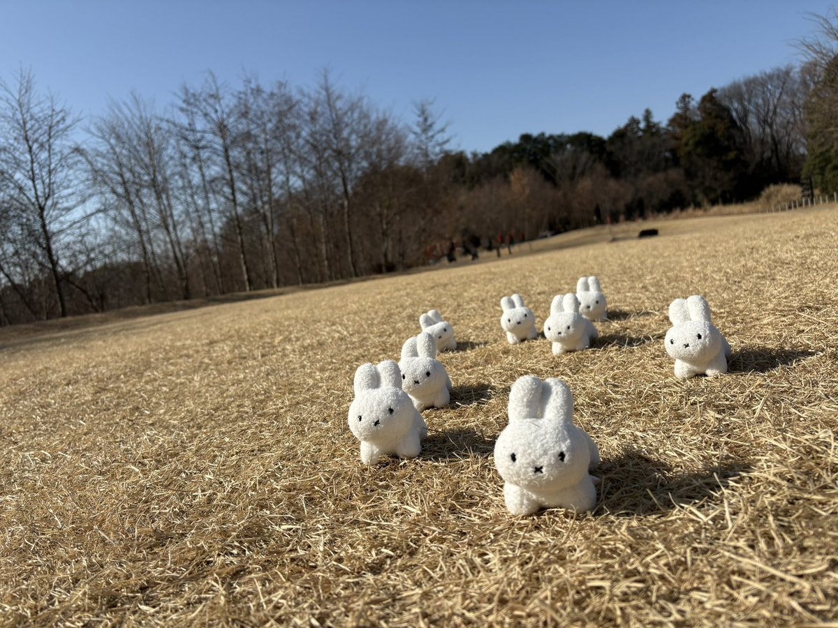 ぽこち tweet media