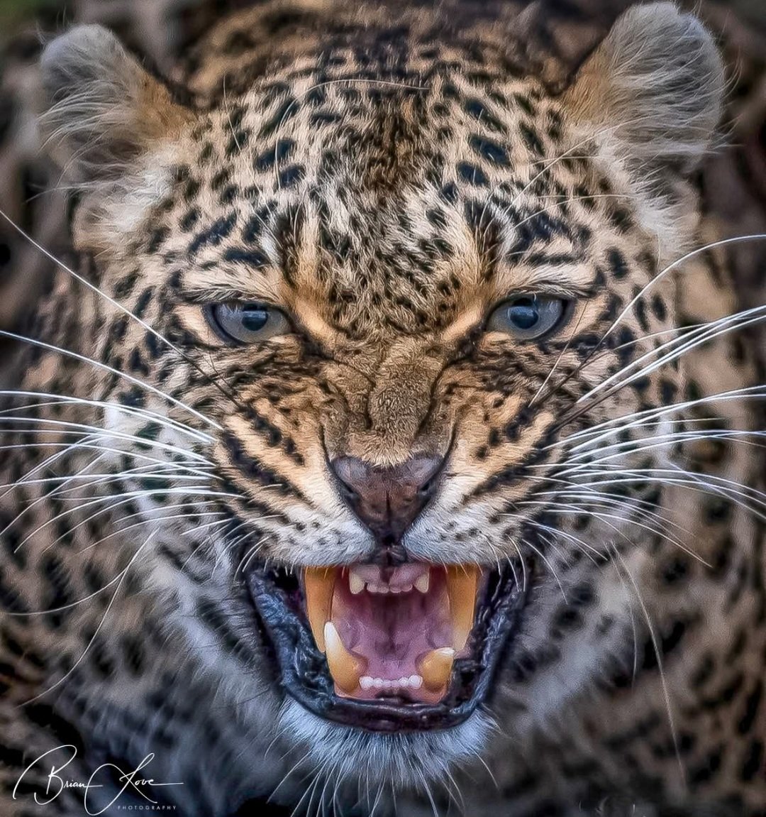 susmeds71's tweet image. ♡The snarl♡    ❣️❤️ 🐾🐾 ❤️❣️
📷 Brian Love Photography - FB  share
#Thandi 
#loveleopards 
#wildearth