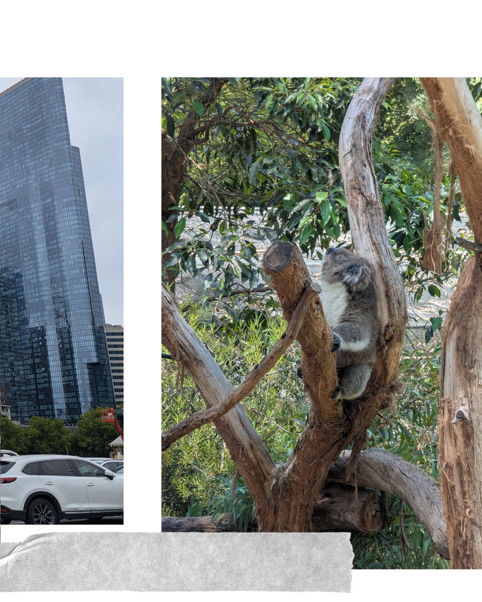 Cat 🐾 tweet media