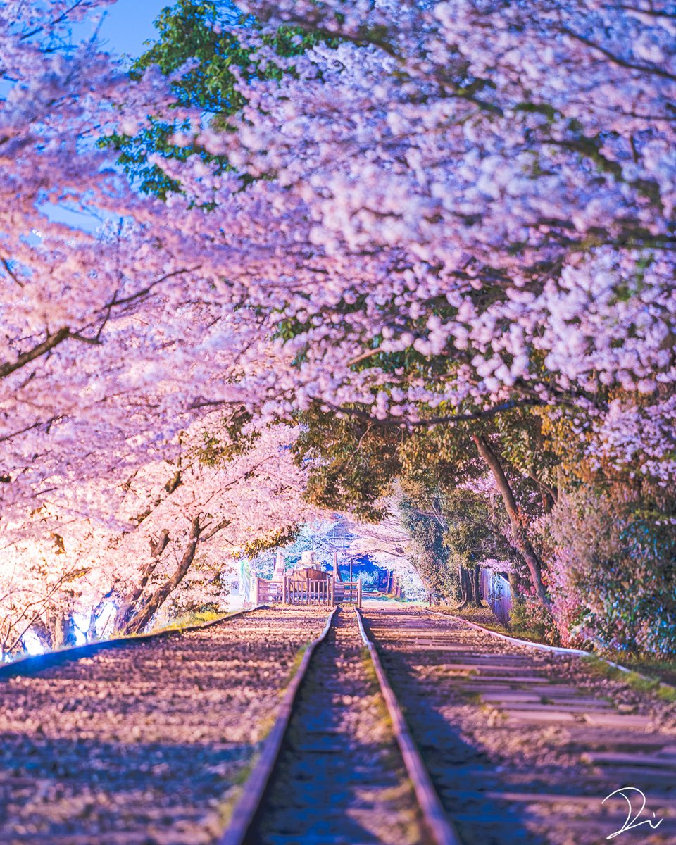 京都の四季を約10年、撮り続けてきました。

桜の咲き方、紅葉の色付き、雪の積もり方も、
毎年同じではありません。

何度も通い、何度も空振りしながら撮り続けてきました。

毎年違う景色と向き合ってきて改めて考えた
京都と向き合う理由を、まとめました。

▶︎ note
note.com/usalica/n/n562…