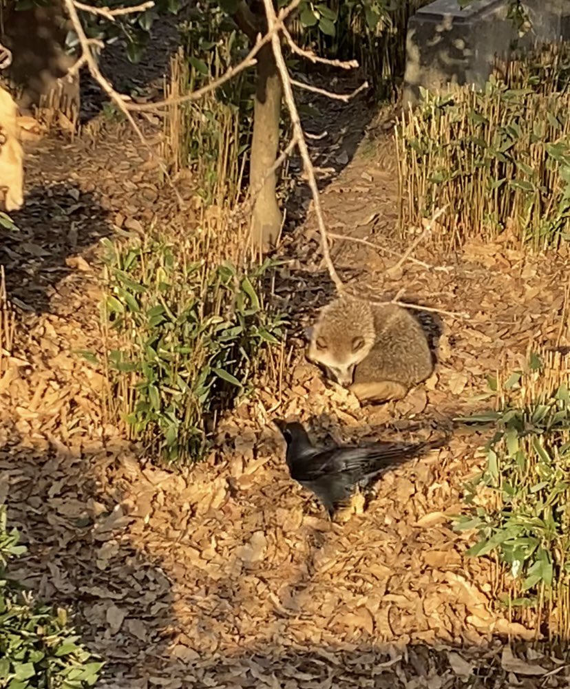 タヌキ寝入り タヌキ寝入り(˘ω˘)